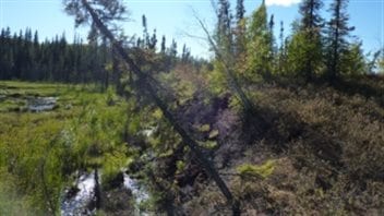As the ground thaws, trees are toppling in Jean Marie River, Northwest Territories.