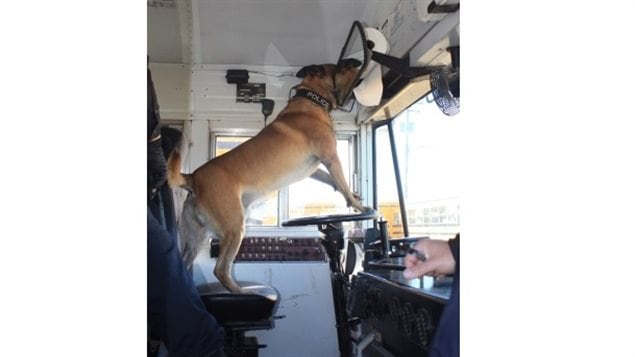 Kruz, a police service dog for the Regina police, during a competition for detection skills. (Regina Police Service/Submitted to CBC)