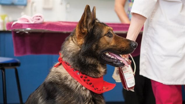 Maverick, police service dog, Edmonton police- the 2015 top dog.
