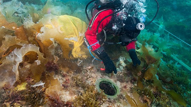 For Mission Erebus and Terror 2015, the first job was to carefully clean the kelp from the wreck. In this photo, Parks Canada underwater archaeologist Charles Dagneau removes kelp from around a circular glass illuminator on the upper deck. Illuminators are like small windows that direct light to the interior of the ship. 