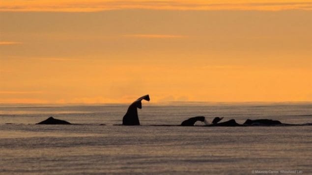 A pod of sperm whales off the Galapagos. The females and young tend to stick closer together while adult males tend to be more loners. A social unit can consist of 6-12 animals, while a clan can consist of several social units