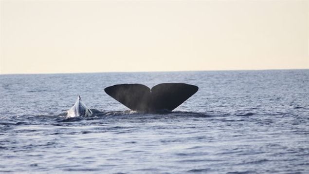 Cantor collected samples of sperm whale conversations from groups in the Galapagos. The clicks made on the surface the conversations, or codas, are different from the sound made when echo locating for obstacles and food under water.