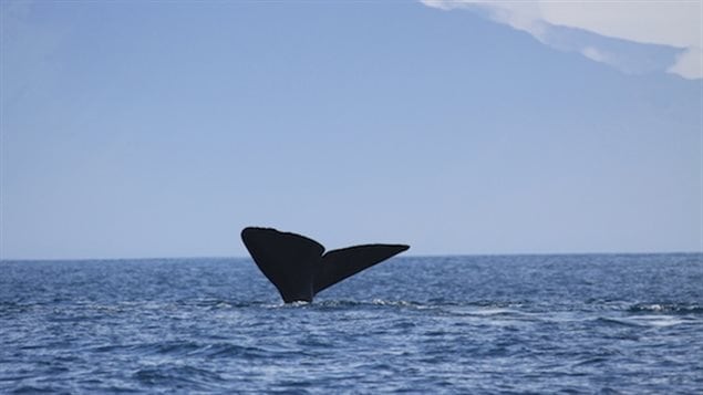 This male sperm whale was one of many Mauricio Cantor observed off the Galapogos Islands in 2013. The males tend to live more isolated lives, while the females stick closer together and no so far out in the ocean. They can communicate over vast distance to find each other, but tend to associate more with clans with the same cultural affinity ie 
