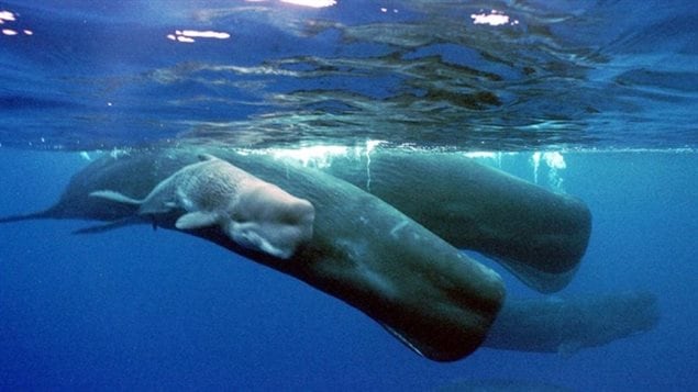 A new study suggests young sperm whales pick up their dialects through cultural learning. 