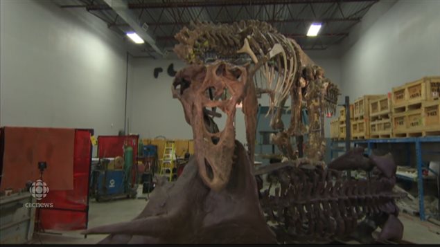 Los esqueletos del Triceratops por el T-Rex están siendo preparados para la exposición en el Smithsonian