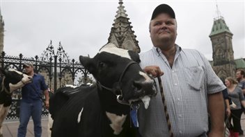 Dairy farmers brought their cows to Parliament to voice their fear the Trans-Pacific Partnership would erode their protection under Canada’s supply-management system.