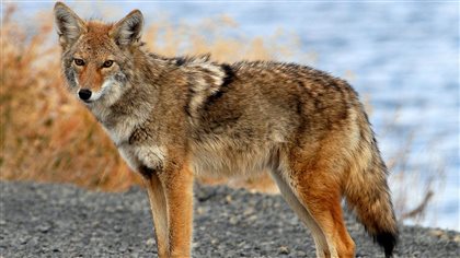 rencontre femme abitibi