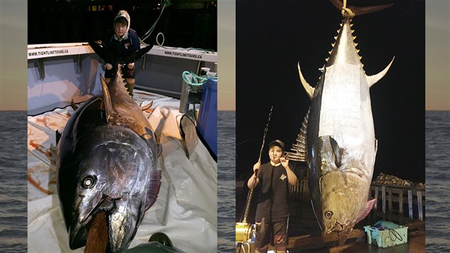 Koen Norton, 10 ans, a pêché un thon rouge de 847,7 livres à l'Île-du-Prince-Édouard