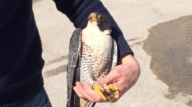 An injured peregrine rescued in Winnipeg in Arpil of this year after suffering some wing fractures. It was suspected that it was a result of a fight with another young male. Picture gives an indication of the relative size of a peregrine