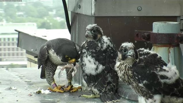 Twenty-five peregrine falcons were born in the Montreal area this past summer. In a rare occurence, all 25 have survived this summer