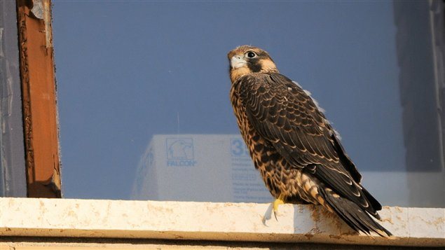 An immature peregrin falcon. The population is making a good comeback after being almost wiped out by the 1980's. An intense captive breeding programme, and the banning of DDT were major factors in the recovery