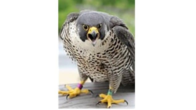 One of the UdeM falcons named 