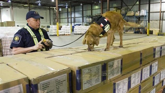 A sniffer dog and his border services handler at a Montreal warehouse checking incoming cargo. Staff reductions also include a reduction in the number of these teams which union officials say puts Canadians at risk