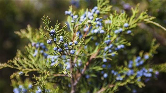 Le Genévrier commun ou Genièvre (Juniperus communis L.) Le Genévrier commun ou Genièvre (Juniperus communis L.)