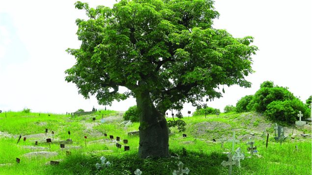 Baobab dans un cimetière. Photo tirée du livre Rendez à ces arbres ce qui appartient à ces arbres, Éditions La Presse. Baobab dans un cimetière. Photo tirée du livre Rendez à ces arbres ce qui appartient à ces arbres, Éditions La Presse.