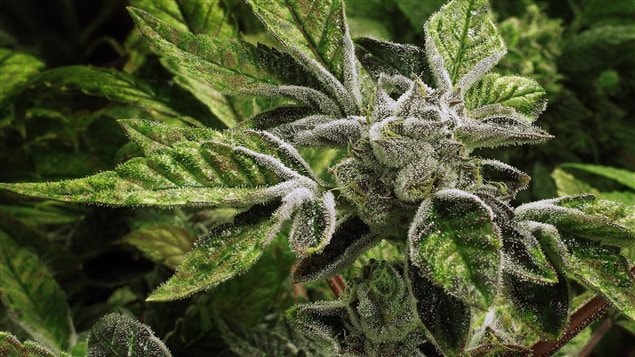 Medical marijuana is legal in Canada, but the outgoing federal government disapproved of its use and many doctors are reluctant to prescribe it.
