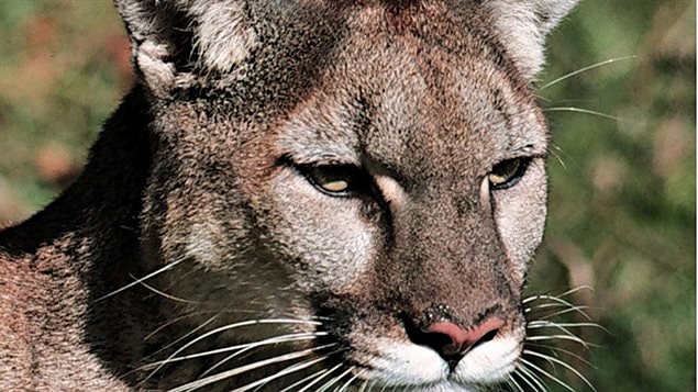 Un gros plan sur la tête d’un cougar.