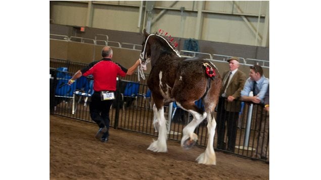 Anderson's Ovation — with Robert A Detweiler at 2015 World Clydesdale Show.