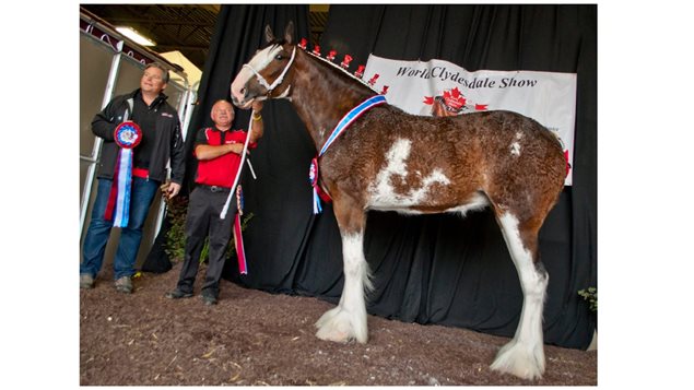 Already named champion mare, Anderson's Ovation was awarded the title of Supreme Champion at the World Clydesdale show. With her are David Anderson and Rob Detweiller