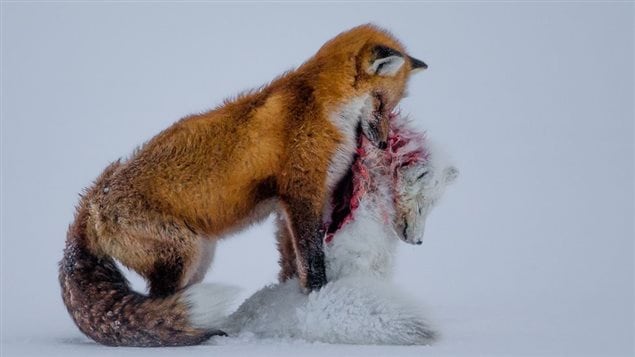Le photographe et urgentologue canadien Don Gutoski a remporté mardi le prestigieux prix du Wildlife Photographer of the Year