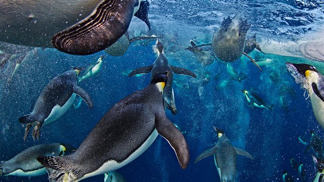 Le Canadien Paul Nicklen avait été nommé Wildlife Photographer of the Year en 2012 pour son cliché d'un groupe de manchots empereurs convergeant vers la surface de l'eau.