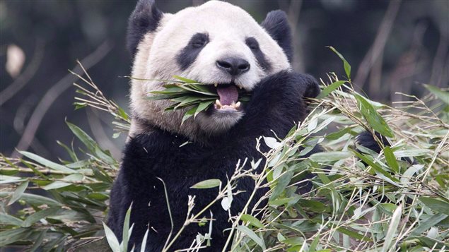 Los pandas tienen más libido si eligen a su pareja – RCI | Español