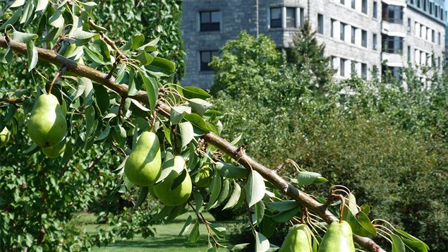 Le feu bactérien est une maladie qui touche principalement le poirier et le pommier