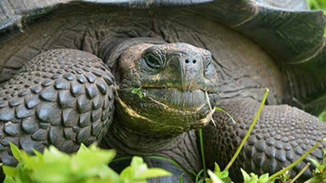 Nueva Especie De Tortuga Descubierta En Las Islas Gal Pagos Rci Espa Ol