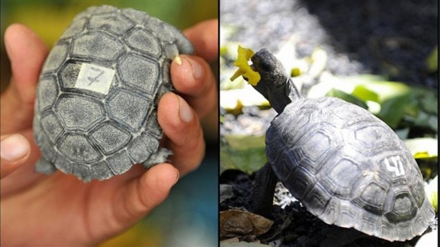 Las tortugas gigantes son criadas en santuarios silvestres hasta los tres años. Después son liberadas en su habitat natural.