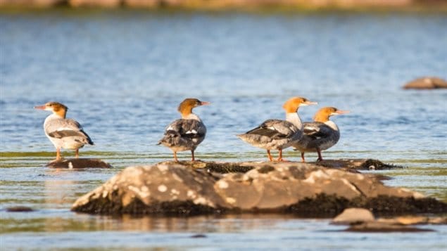 Le secteur des lacs Fauvel qui fait partie du patrimoine naturel de la ville de Blainville est une destination de choix pour plusieurs espèces d'oiseaux migrateurs.