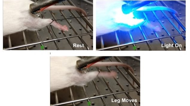 Using genetics and an ion from algae into the muscle, simply shining a blue light from a sommonly available LED, researcher were able to stimulate muscle movement bypassing the nervous system.
