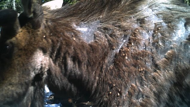Close up showing a large number of ticks on the neck and flank of a moose in Quebec. the photo shows how the animal has tried to scrape of the parasites and rubbed off large patches of its fur. It addtion to the dnager posed by losing its fur, the bloo-cusking parasites also cause the animal to become anemic, and weak. less able to push through snow and seek food, and easier prey for wolves and bears.