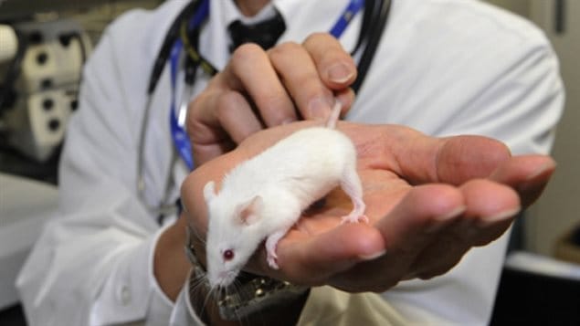 Through genetic addition of a light sensitive ion from green algae, researchers were able to bypass the nervous system to stimulate muscles in mice using a simple light source. The esperiment has implications on several nerve disorders such as ALS or where accidents have cut the nerve connection to muscle.