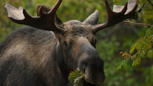 Moose populations in several parts of Canada and the northern USA are experiencing a marked decline. Officials aren't sure why.