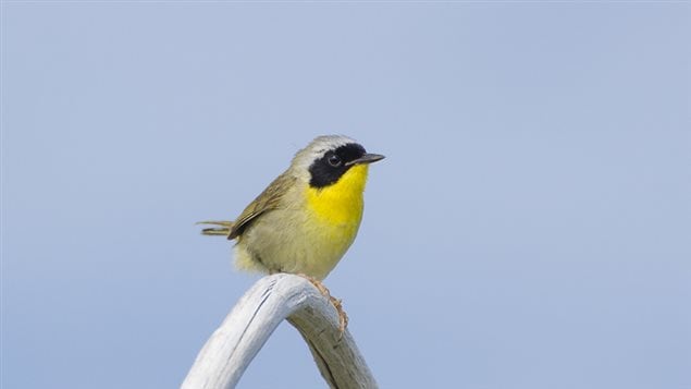 Common Yellowthroat warbler; male, bright yellow with distinctly contrasting black mask. new research finds that the common theory of colourful males and dull coloured females, and the reasons for it, are in fact mor highly nuanced than previously thought