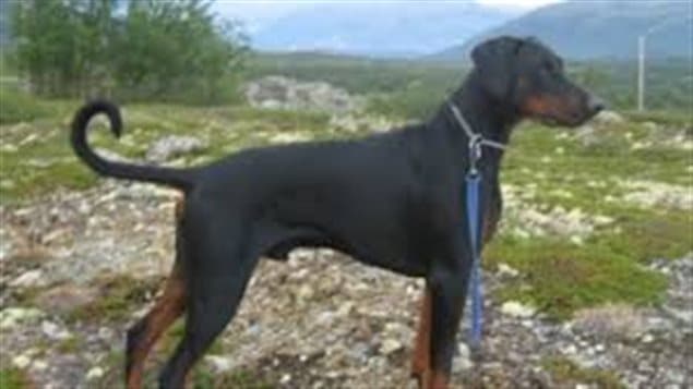 A Doberman with naturally floppy ears and its full tail. Several provinces in Canada, and many countries now ban cosmetic surgery such as ear cropping and tail docking