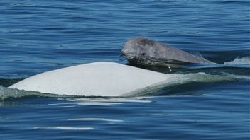 Although the river’s water is now cleaner, climate change may be creating difficult conditions for the belugas.