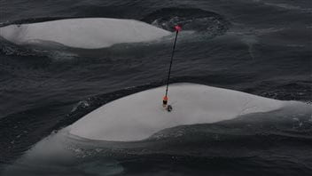 Tagging a beluga is tricky, but once attached, will transmit the beluga’s position to a satellite.