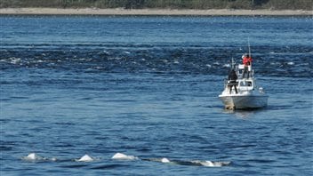 Two belugas have been tagged and the crew is hoping to tag four more before winter weather forces them to pull their boat out of the water.