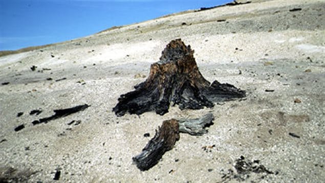 An ancient tree stump, tens of millions of years ole, now exposed due to erosion on Axel Heiberg Island. Designating the area as a territorial park to provide protection from exploitation, will have to wait at least another year.