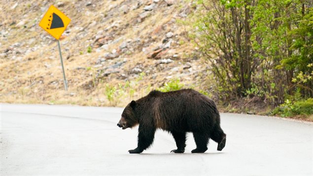  A large male grizzly bear at Banff National Park of Canada.