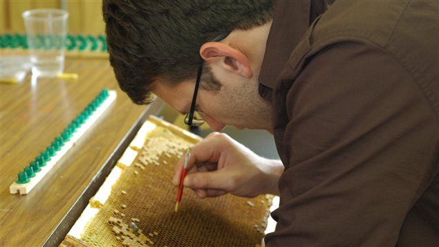 (York University) is breeding honey bees by 'grafting' young larva from one colony into plastic cups that will be transferred into a second queen-less colony. These young larva will be fed royal jelly and will develop into queens.