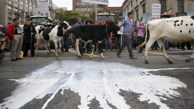 Dairy farmers are seen in early October 2015 at one of a number of protests against the Trans-Pacific Partnership trade agreement that was held in Ottawa. 