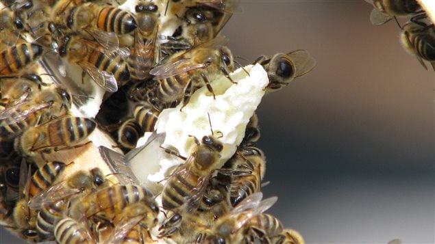 Workers from queen-less colonies feed grafted honey bee larva royal jelly, and secrete a wax cell to protect the developing queen.