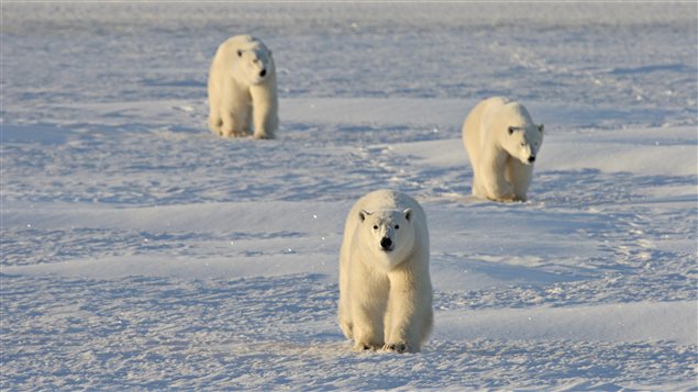 Une mère ourse avec ses petits aux abords de la Baie d’Hudson, non loin de Churchill, au Manitoba