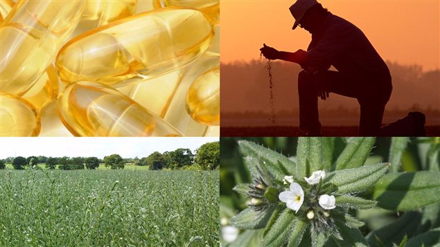 La plante de l’ahiflower, appelé le grémil des champs produit des graines desquelles est extraite une huile riche en acide omega-3 La plante de l’ahiflower, appelé le grémil des champs produit des graines desquelles est extraite une huile riche en acide omega-3