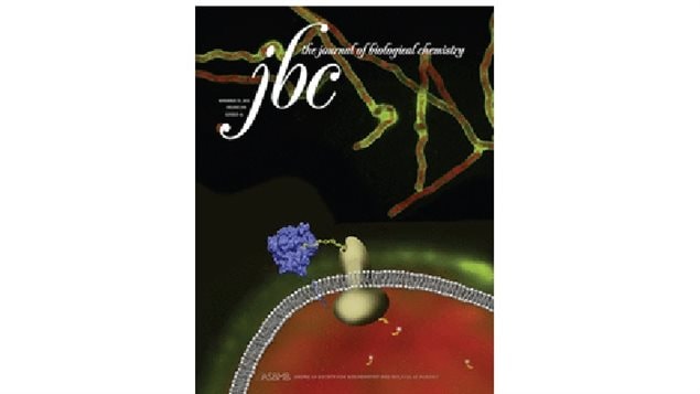 The cover of this week's Jounral of Biological Chemistry features the Canadian research and shows the enzyme breaking through the GAG defence of AF