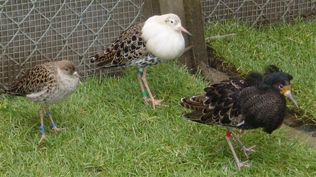 Male ruffs come in three varieties and their genetic differences may eventually reveal information about aggression in other species and humans.