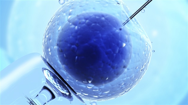 Un ovule inséminé artificiellement Un ovule inséminé artificiellement