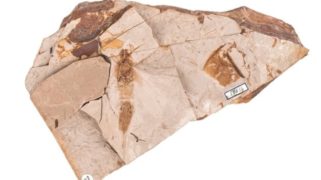 El fósil descubeirto donde se puede ver claramente la forma de la avispa. 